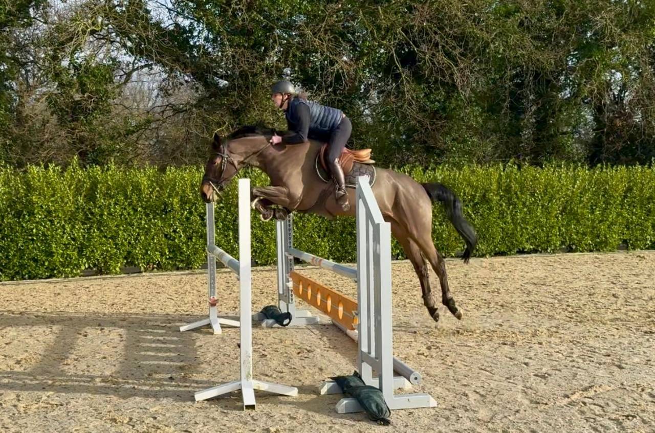 Top jument de 4 ans par Diamant de Semilly 