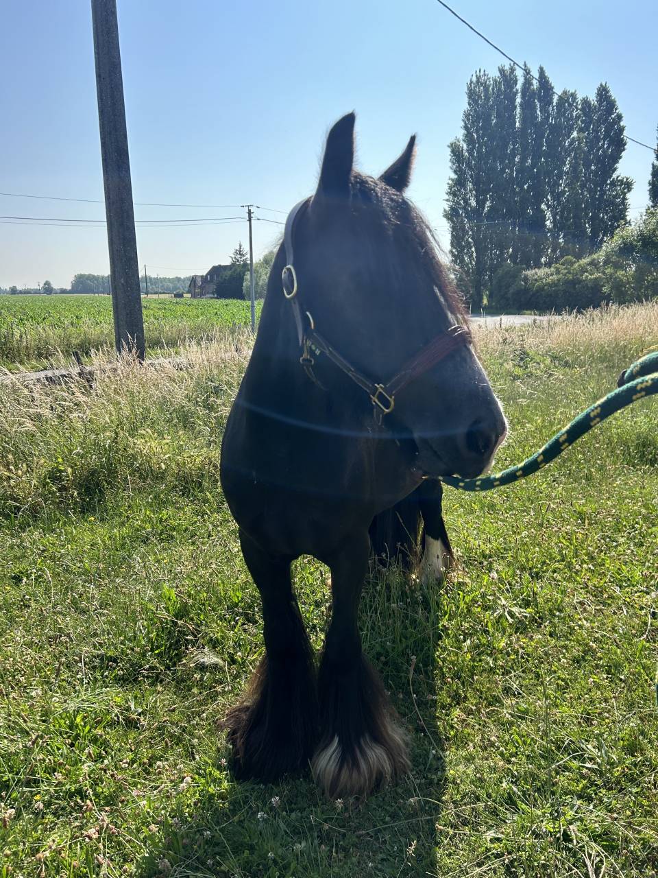 CLAUDE - 6ans - Ponette Irish Cob