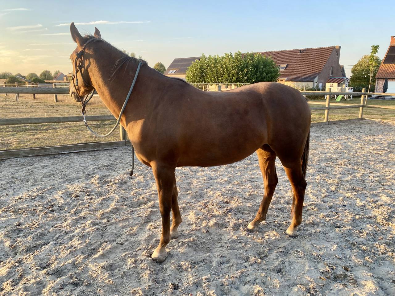 Blue &ndash; Jument Quarter Horse OC &ndash; N&eacute;e en 2019 &ndash; 1m50