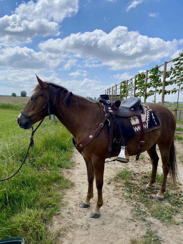 Blue &ndash; Jument Quarter Horse OC &ndash; N&eacute;e en 2019 &ndash; 1m50