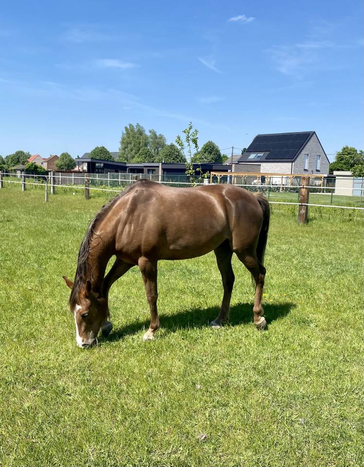 Blue &ndash; Jument Quarter Horse OC &ndash; N&eacute;e en 2019 &ndash; 1m50