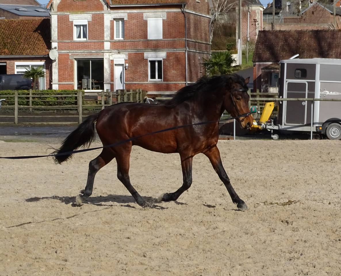 entier connemara 3 ans