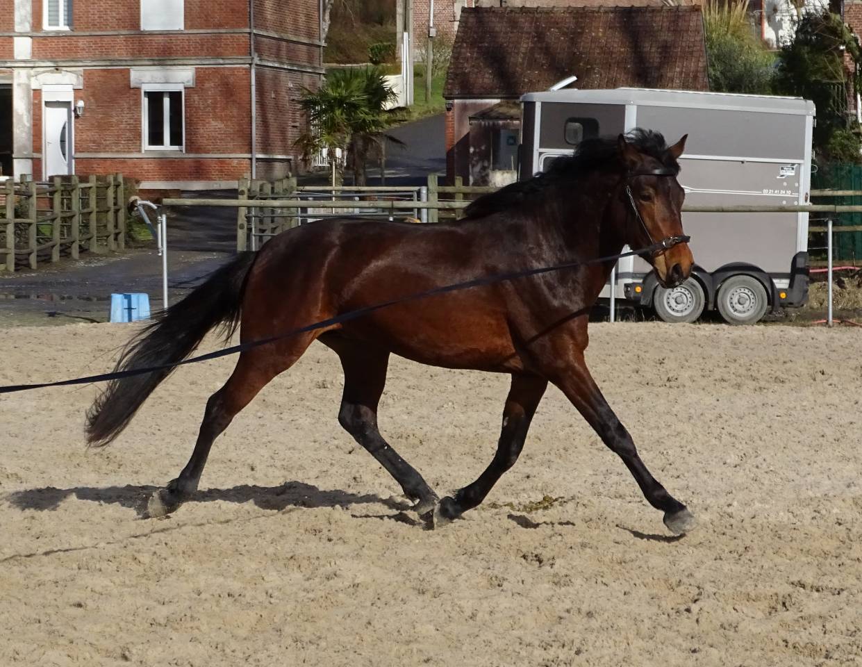 entier connemara 3 ans