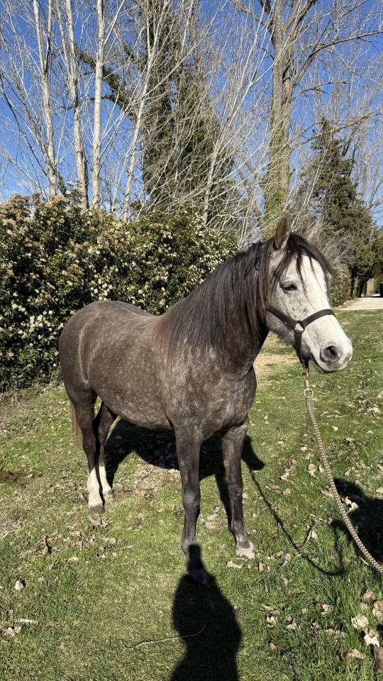 Jolie pouliche DSA 5 ans