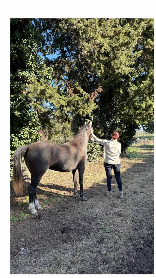 Jolie pouliche DSA 5 ans