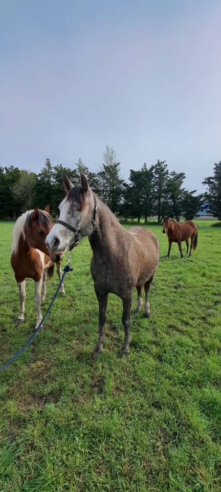 Jolie pouliche DSA 5 ans