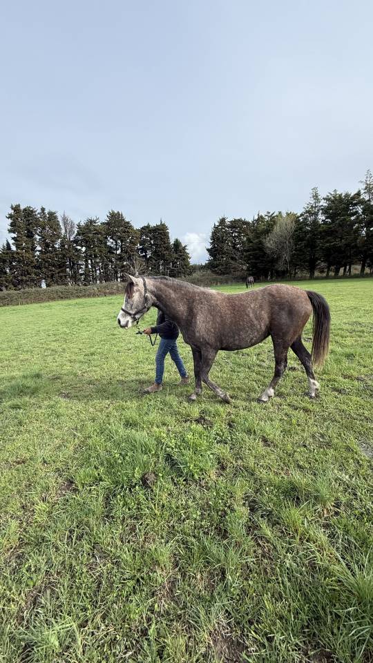 Jolie pouliche DSA 5 ans