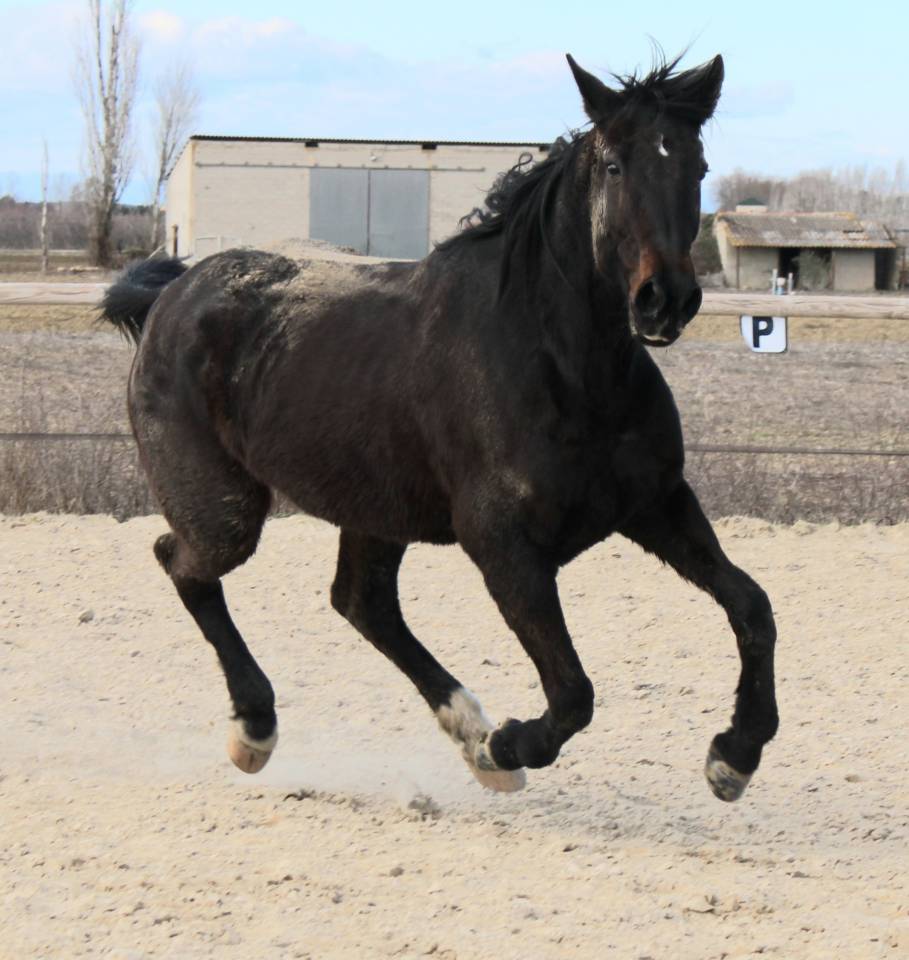 Jument trotteuse 9 ans