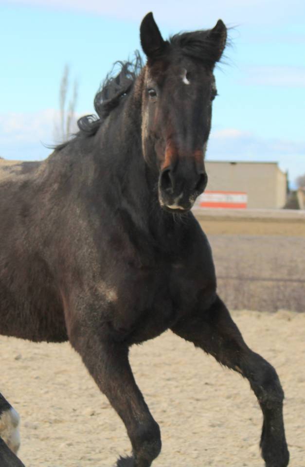 Jument trotteuse 9 ans