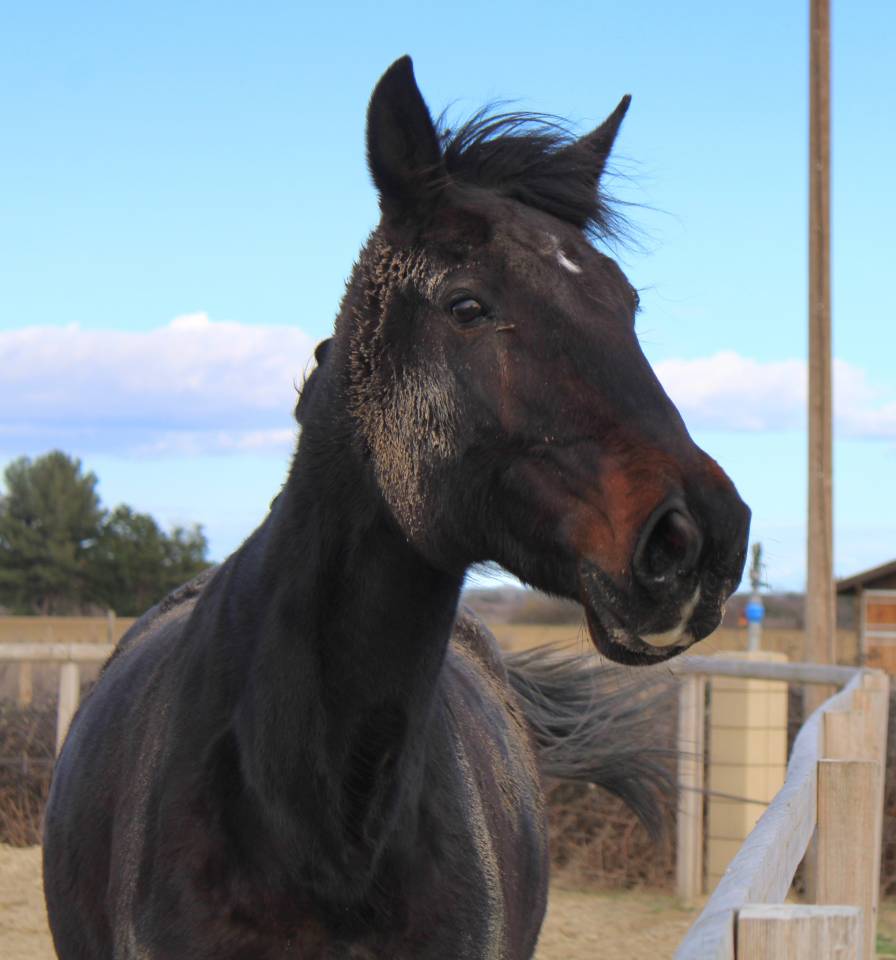 Jument trotteuse 9 ans