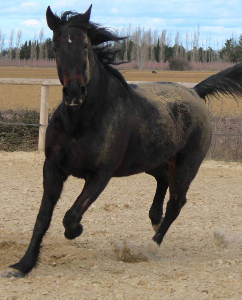 Jument trotteuse 9 ans