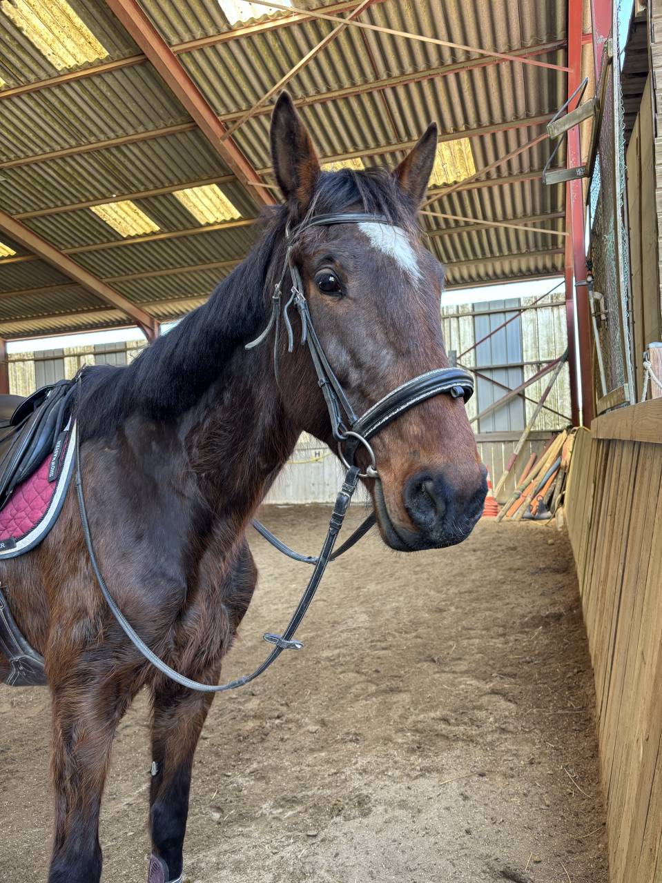 Trotteur de 8ans plein papier 