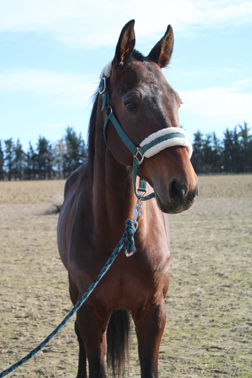 Trotteur fran&ccedil;ais 11ans