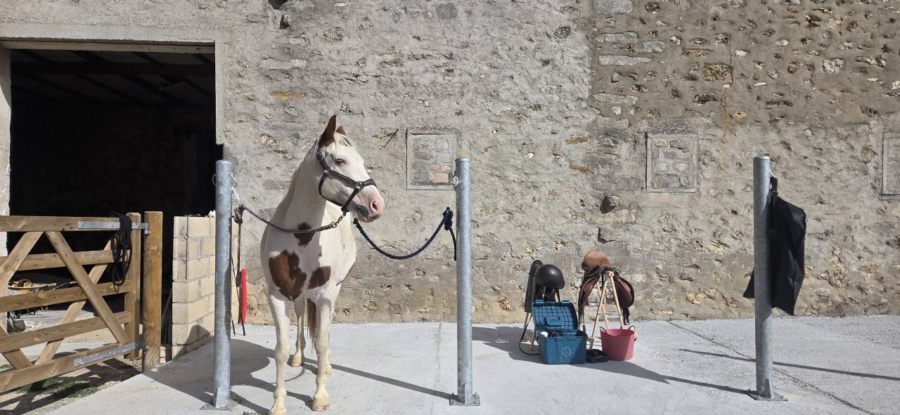 Pension chevaux en &eacute;curie active NOZAY 91