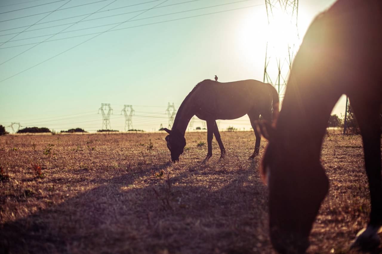 Pension chevaux en &eacute;curie active NOZAY 91