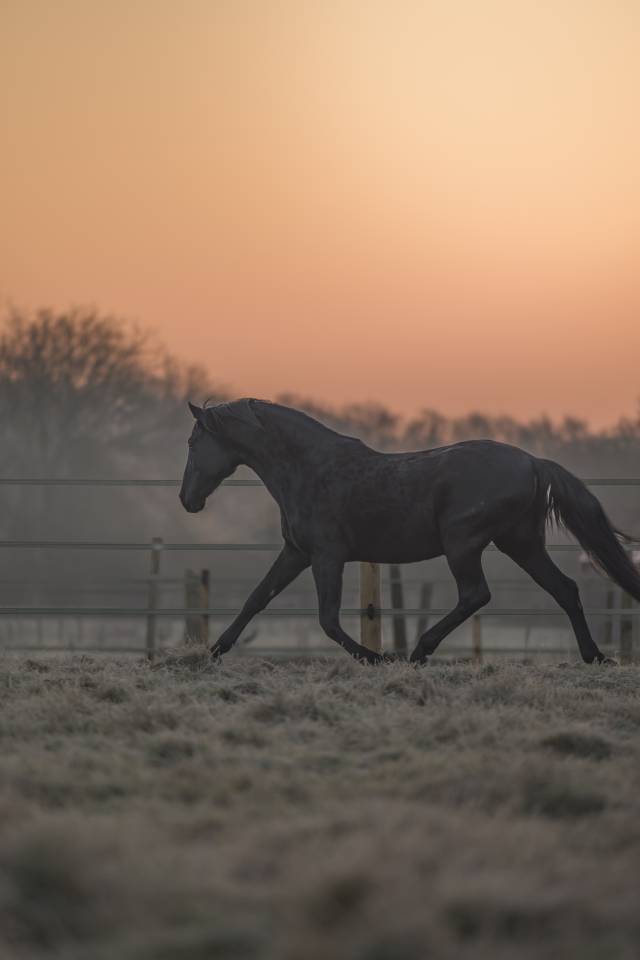 Recherche demi pension pour Letrado