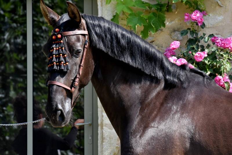 Saillie PRE NOIR HERMES ZABALOA