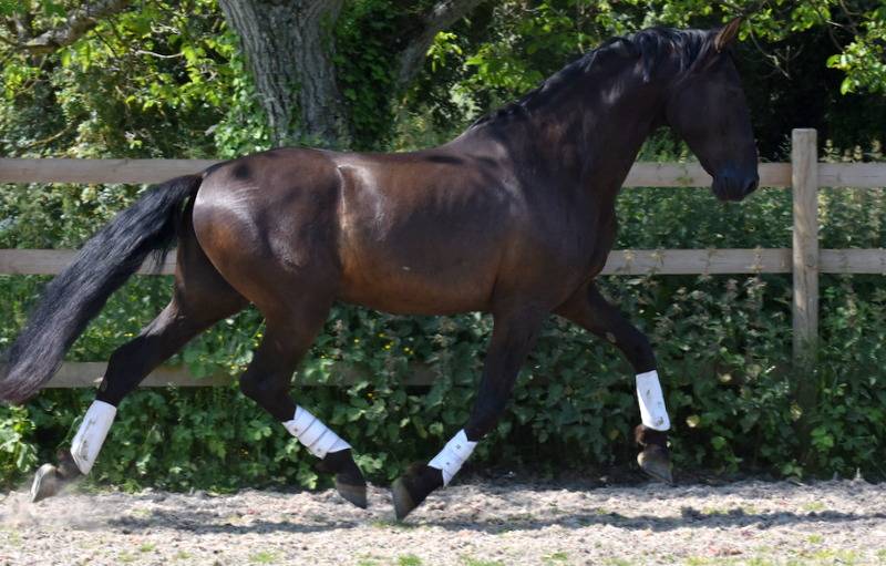 Saillie PRE NOIR HERMES ZABALOA