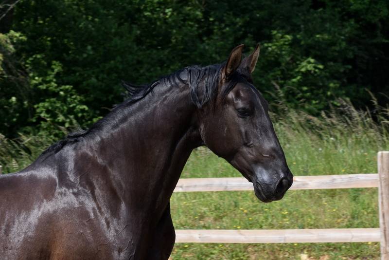 Saillie PRE NOIR HERMES ZABALOA