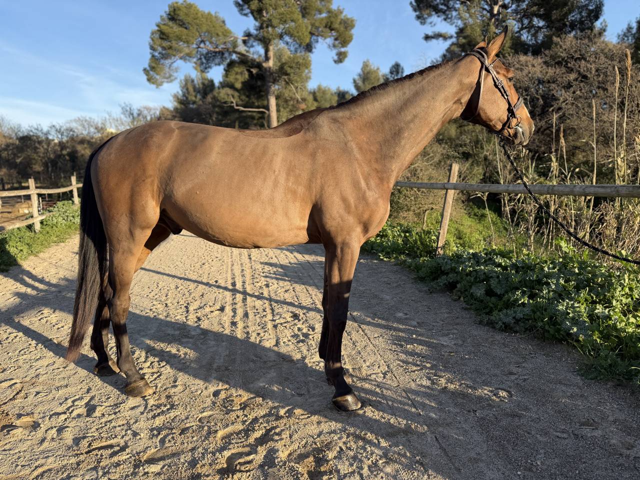 A VENDRE &ndash; 6 ans &ndash; CSO &ndash; Grand cheval d&rsquo;avenir (+1m7