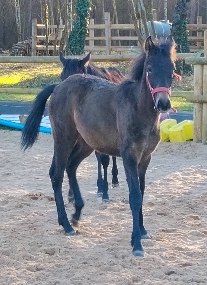 Poulain oc 8 mois orientation dressage 