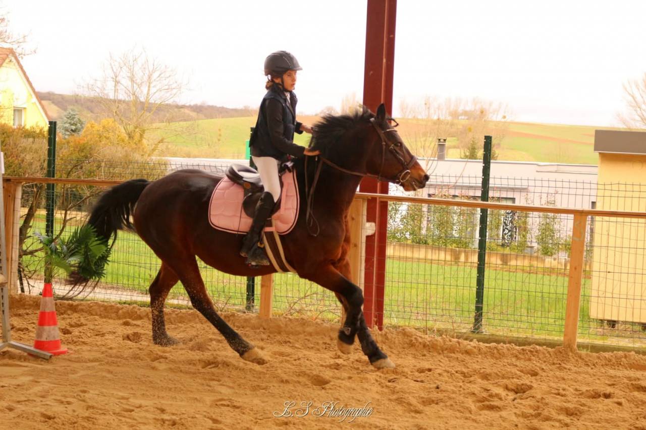 Ponette New forest D