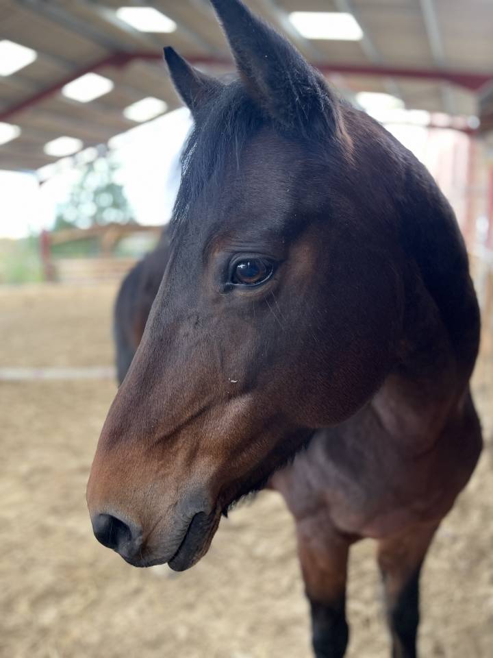 Ponette New forest D