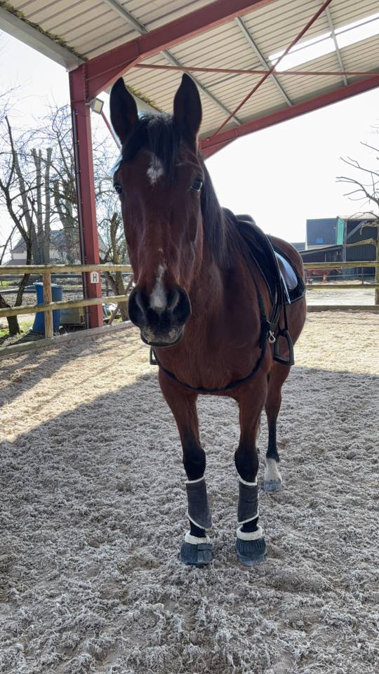 Recherche demi pension pour Rouco 13 ans 