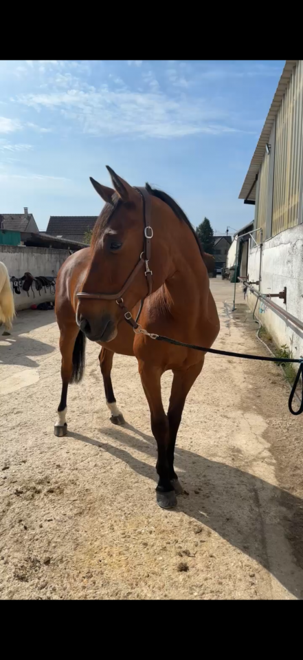 Recherche demi pension pour Rouco 13 ans 