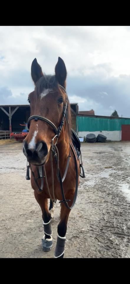 Recherche demi pension pour Rouco 13 ans 