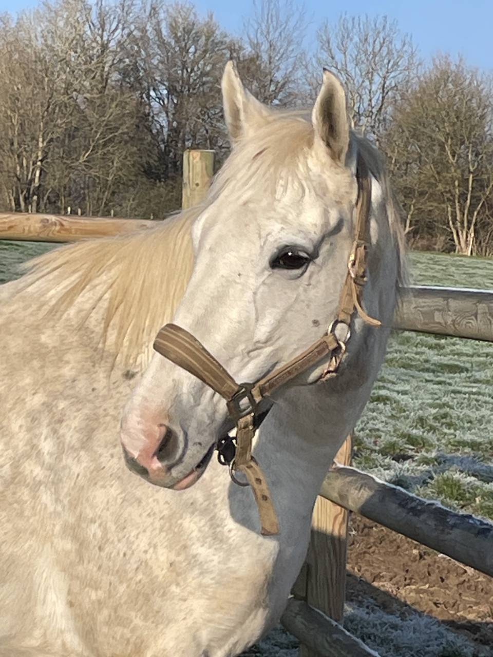 Jument AQPS de 10 ans