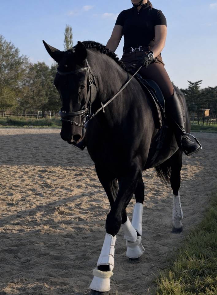 Pure race espagnole 8 ans