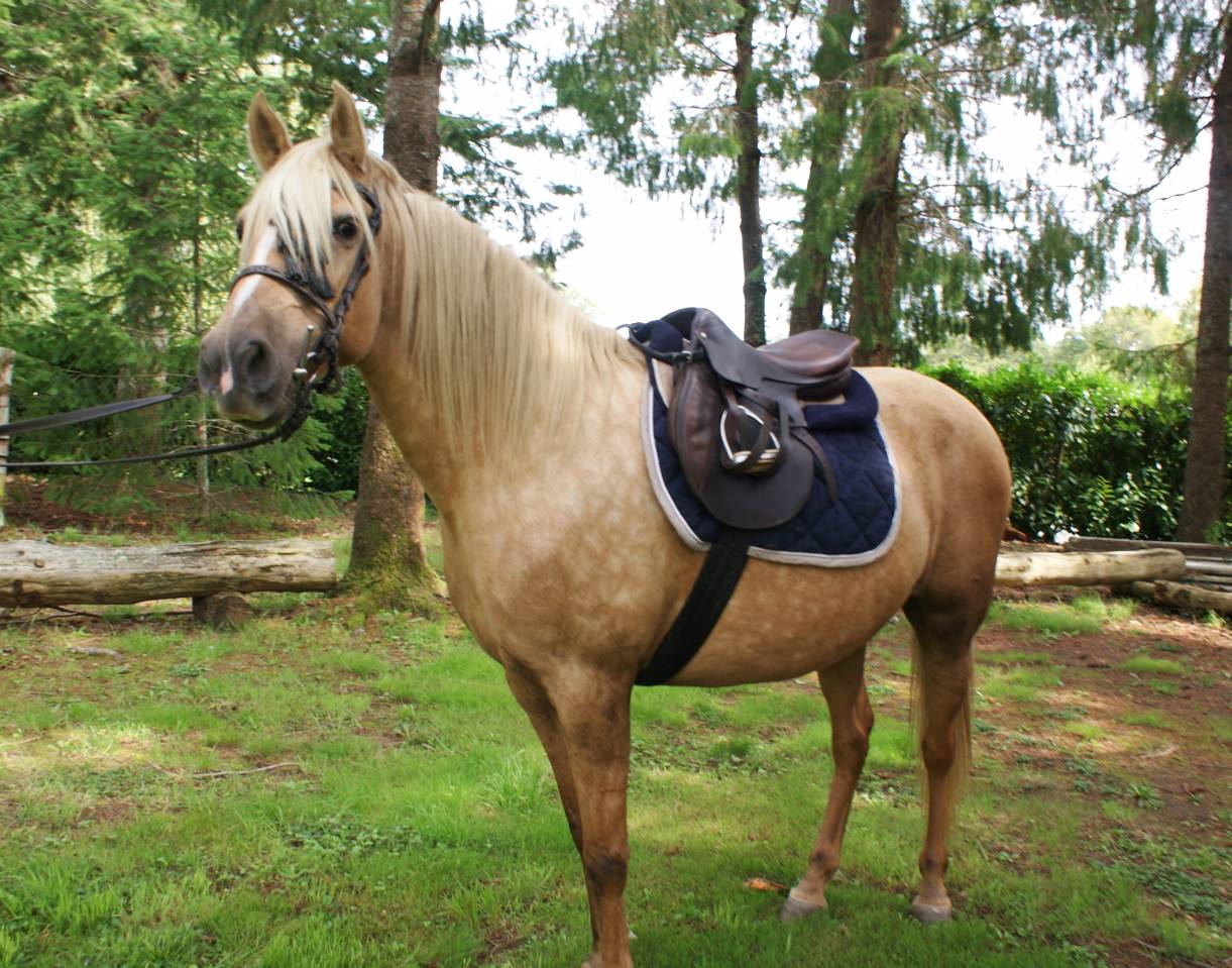 jument 7 ans palomino
