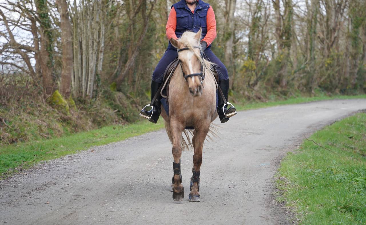 jument 8 ans palomino