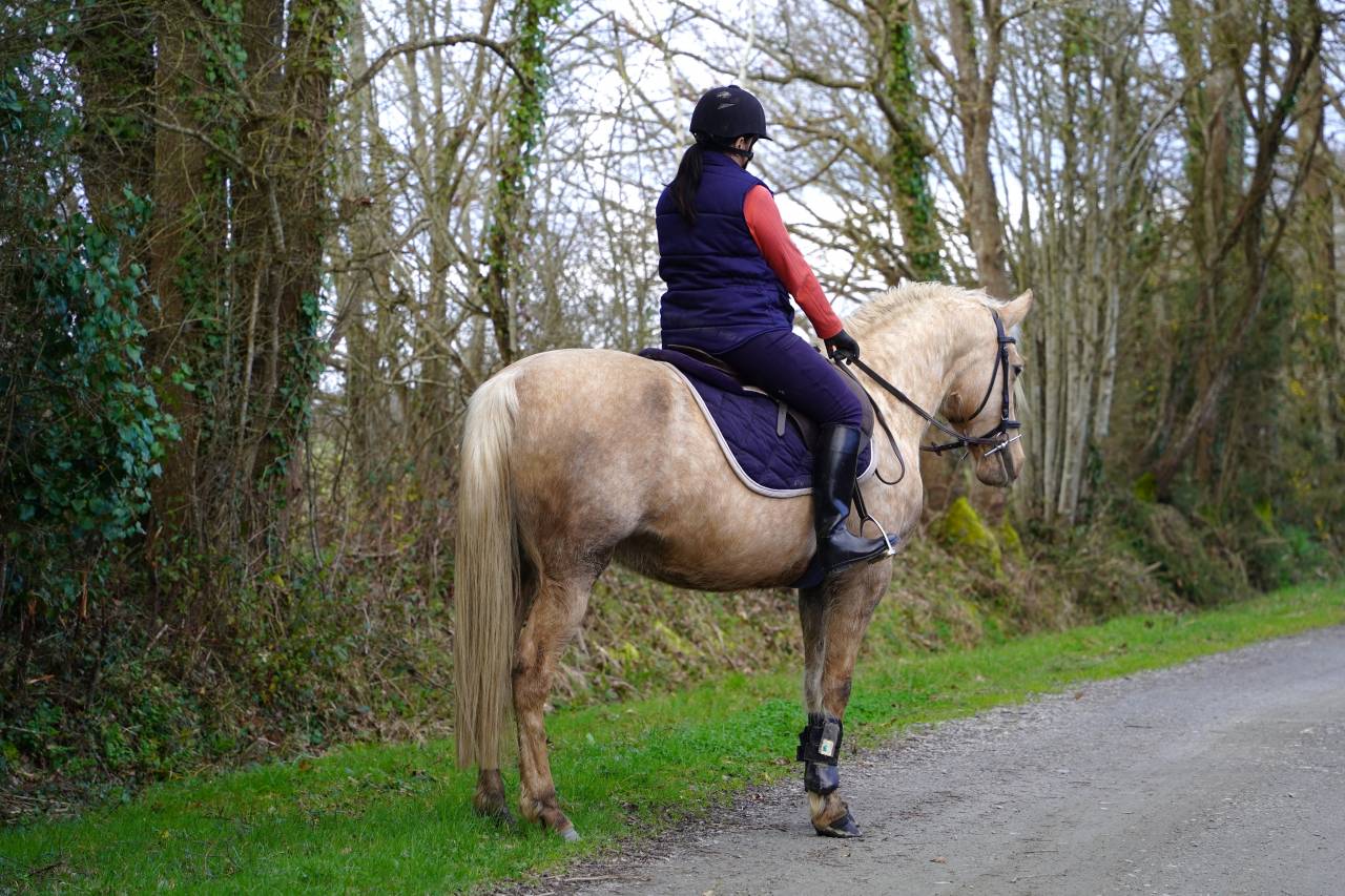 jument 8 ans palomino