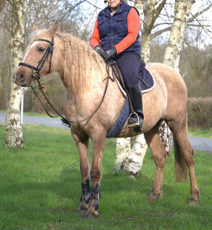 jument 8 ans palomino