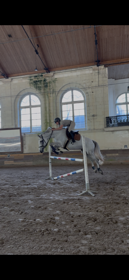 Jument Cso/cce /dressage 