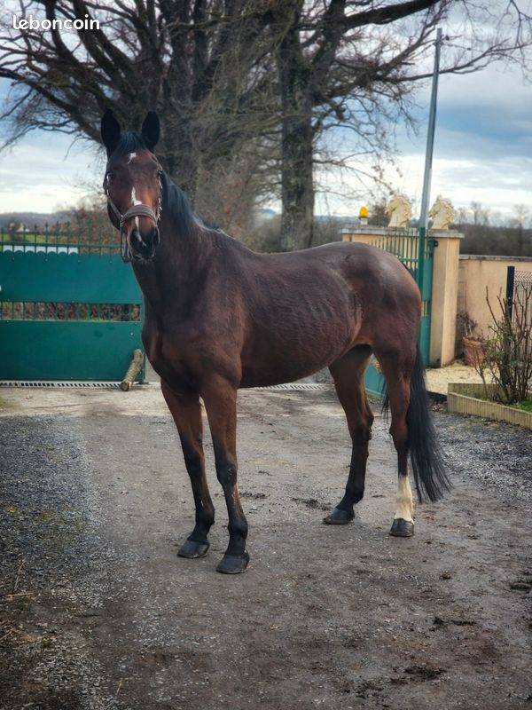 Jument maitre d'&eacute;cole loisirs