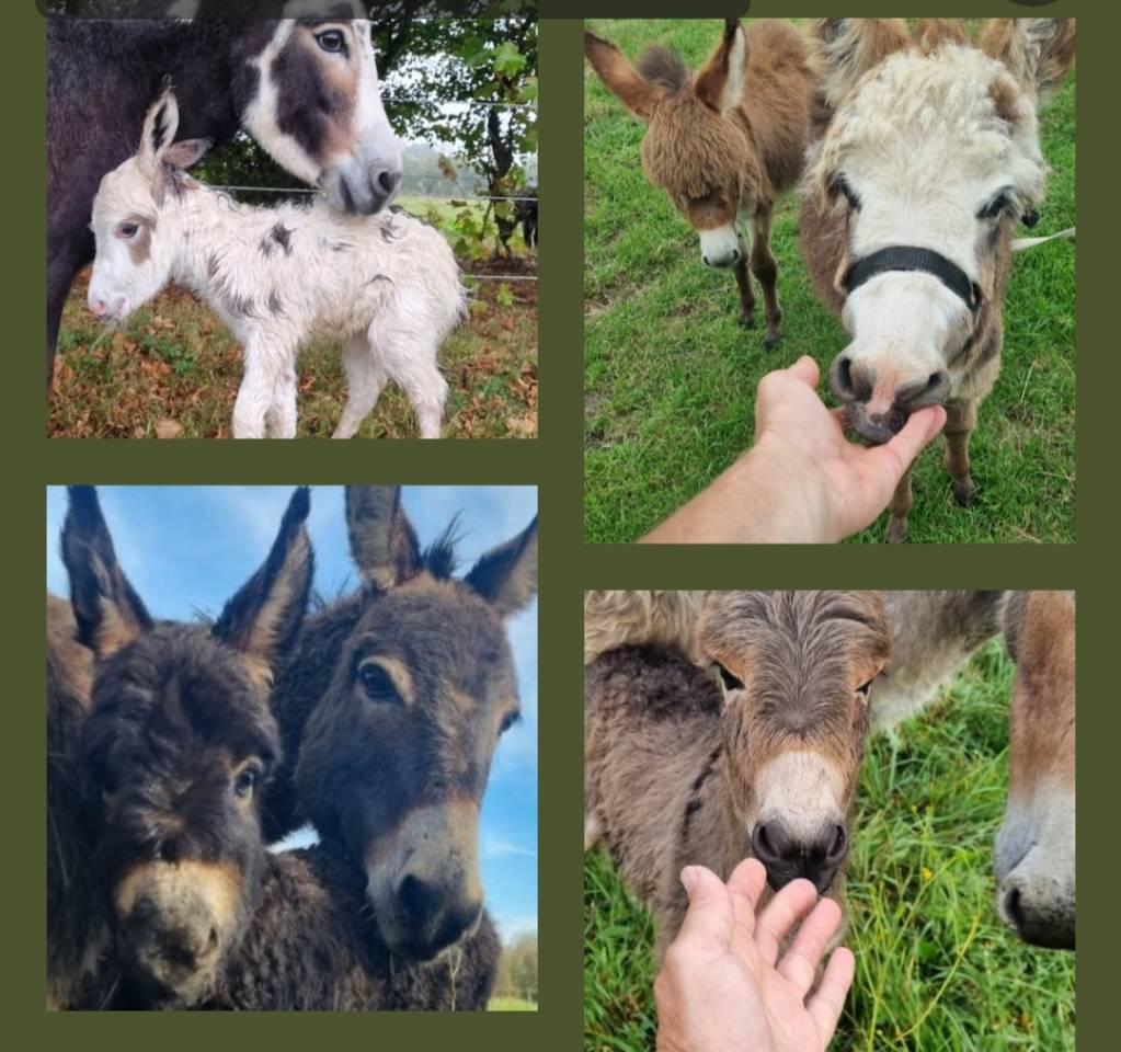 Ane miniature,  &eacute;levage en Normandie 