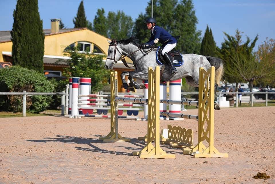 Cheval de sport, hongre, PS de 12ans
