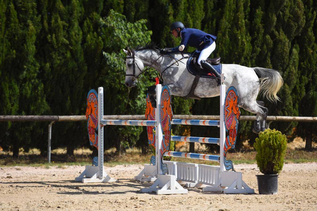Cheval de sport, hongre, PS de 12ans