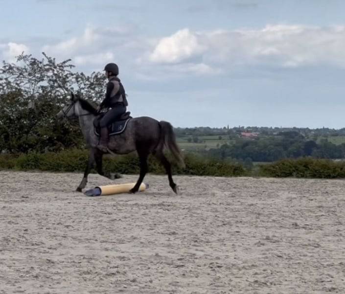 Ponette D 7 ans polyvalente