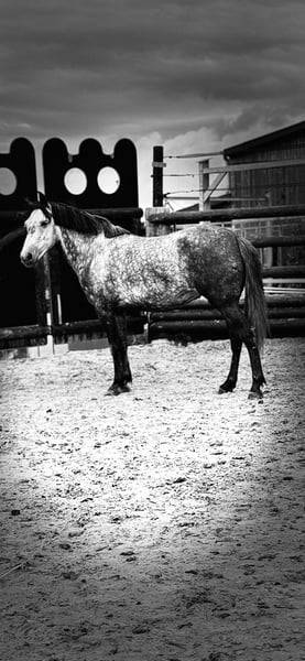 Ponette D 7 ans polyvalente