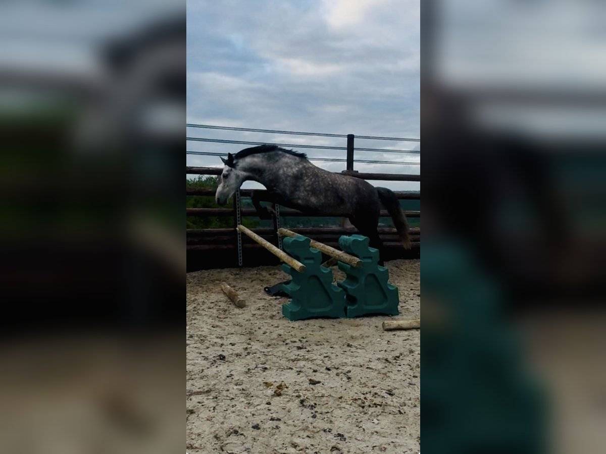 Ponette D 7 ans polyvalente