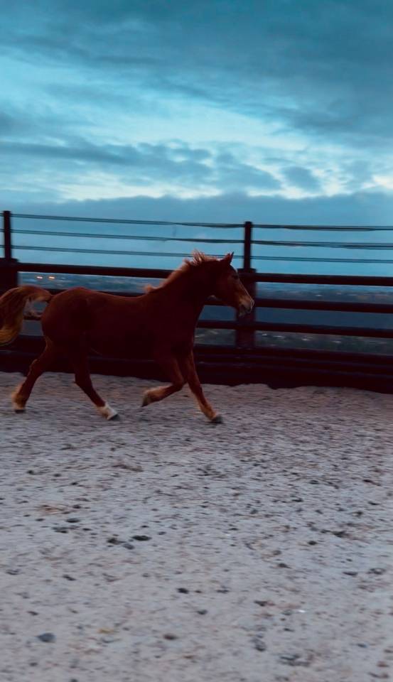 Ponette D 7 ans polyvalente