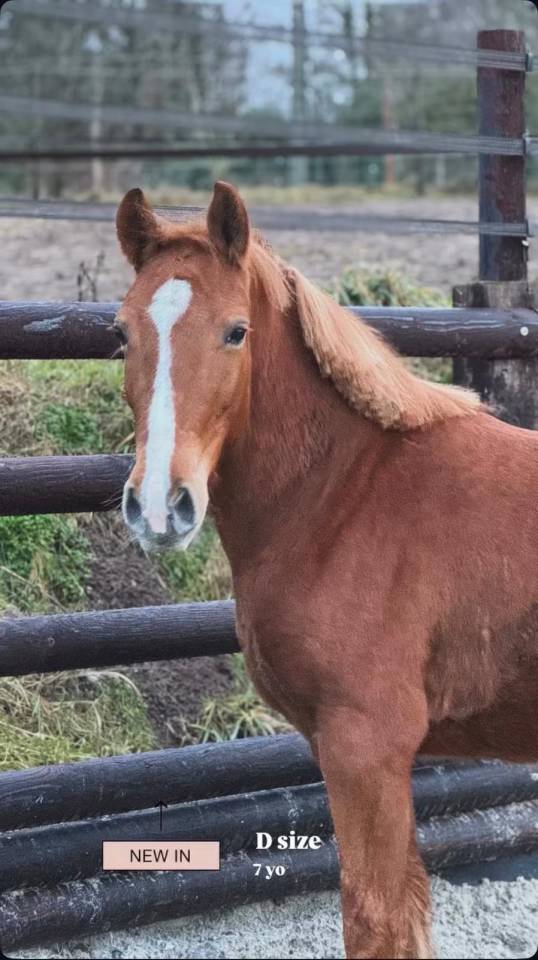 Ponette D 7 ans polyvalente