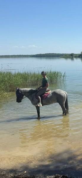 Poney de sport Connemara 2022 taille D