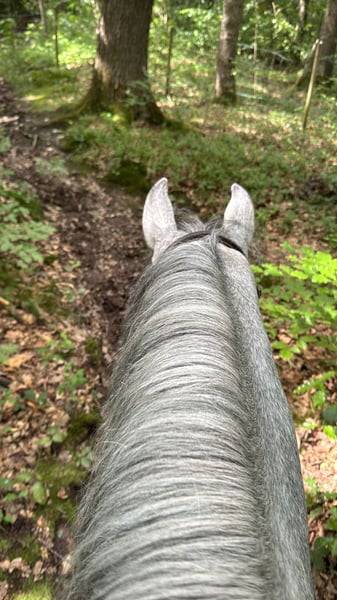 Poney de sport Connemara 2022 taille D