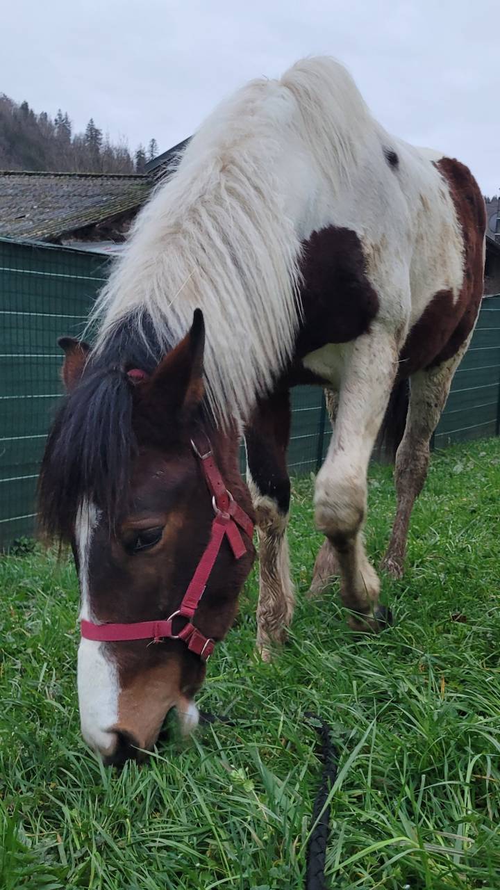 P&eacute;gase - Poulain  Pie