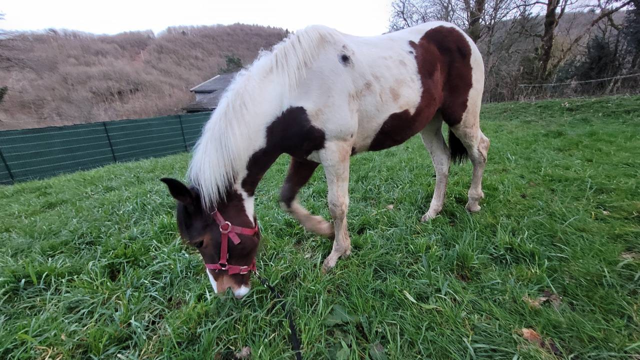 P&eacute;gase - Poulain  Pie